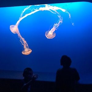 Meet your posher, Jul